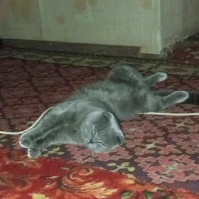 кот