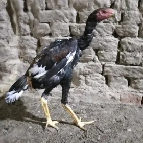Horaz