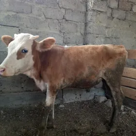 1ýaşap geçen oküzçe