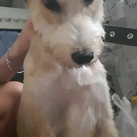собака.