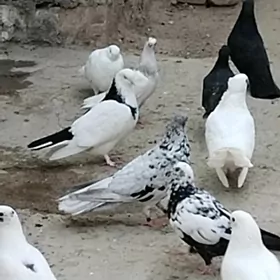kepder