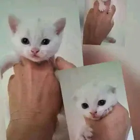 котята шотландские