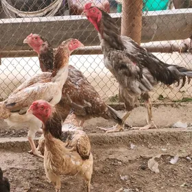 taşkent