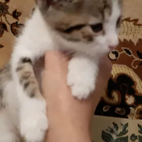 отдам котят