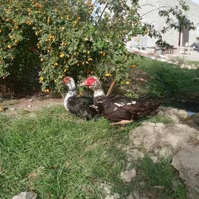 Ordek