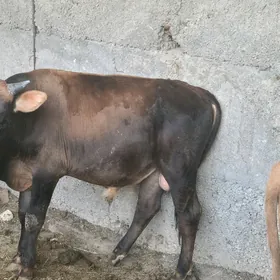 oküz