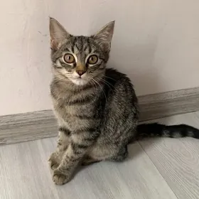 КОТЕНОК ‍