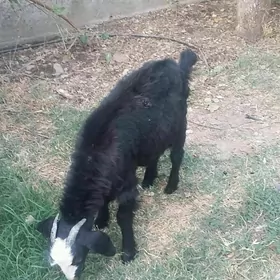 çrbiş
