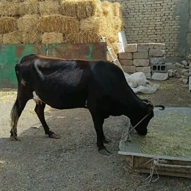 gysyrsygyr