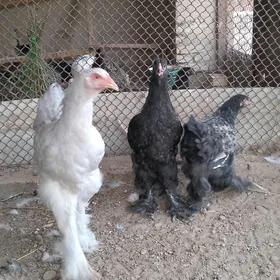 Brama