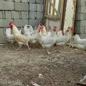 Loman Sedi Loman sendi Towuk