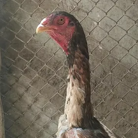 Paroda towuk