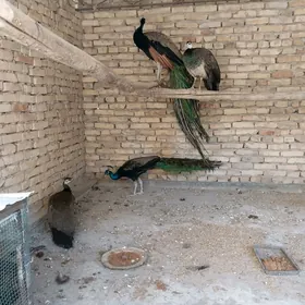 Tawus guş