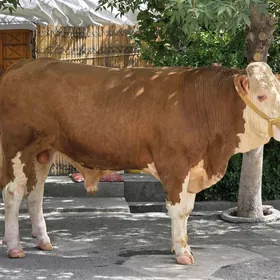 Semental Ökuz
