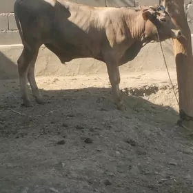ÖKÜZLER
