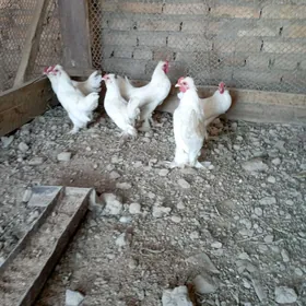 karlık