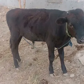 Göle