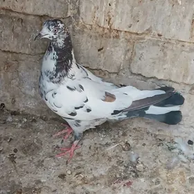 kepderi