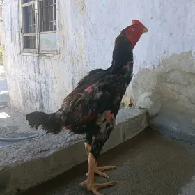 taşkent horoz