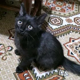 котик ищет дом 