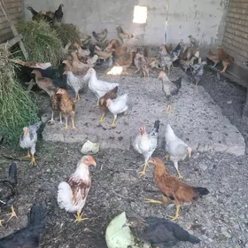 towuklar