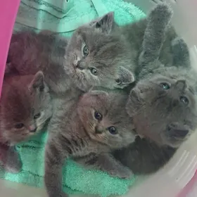 Шотландские котята