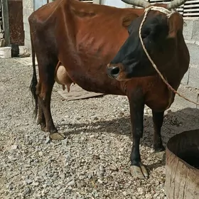 sagym sygyr.