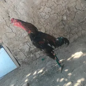 horaz