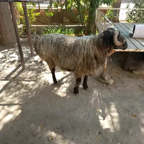 Baky goç