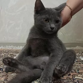 пишик