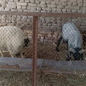 goçlar