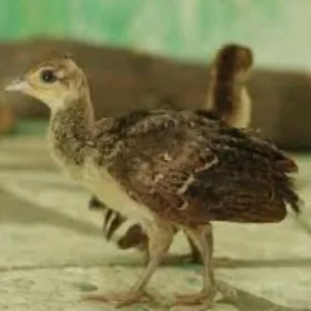 tavus juyje