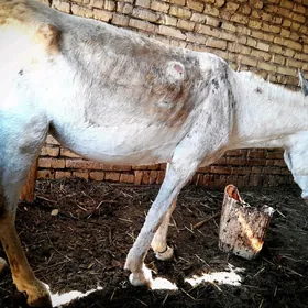 Eşek araba