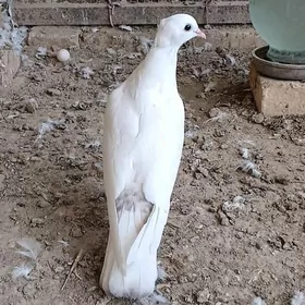 kepder