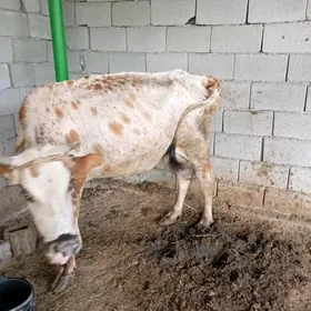 Göleli Sygyr