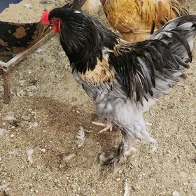 Yumurta Brama