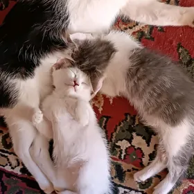 котята
