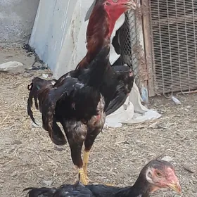 АК ГАНАТ