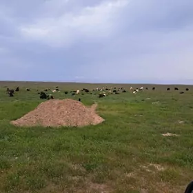 işgar gerek çopançylyk