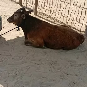 Öküzçe