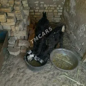 Çewiş