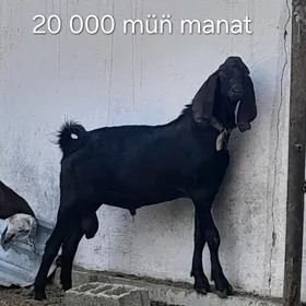 PÄKISTAN TEKE