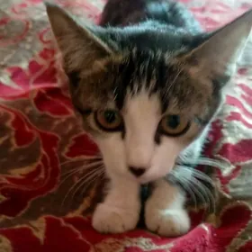 котенок