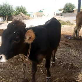 mişa