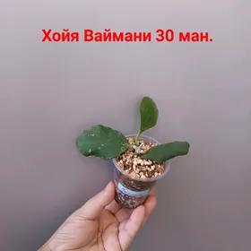 ХОЙЯ СОРТОВЫЕ