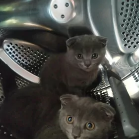 шотландские котята