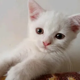 котята