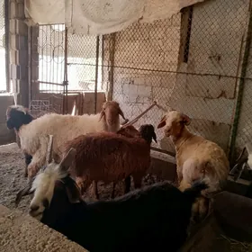 GEÇİ TOKLY WE GOÇ