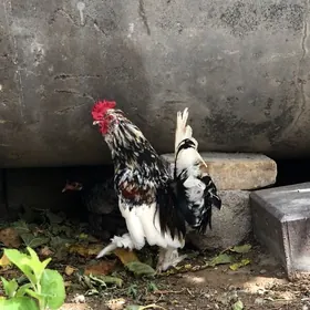 Kãrlik ve Towuk