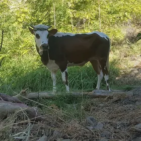 Tüwe